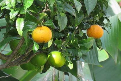 Full Day Guided Tour in Madeira Islands