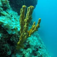 A Fascinating Private Cruise to Poseidon Temple of Sounio Athens with Snorkeling and Swimming photo 3
