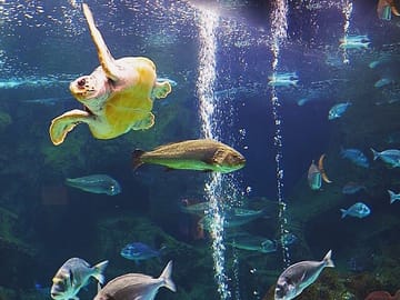 Cretaquarium Tour from Heraklion with Convenient Pickup