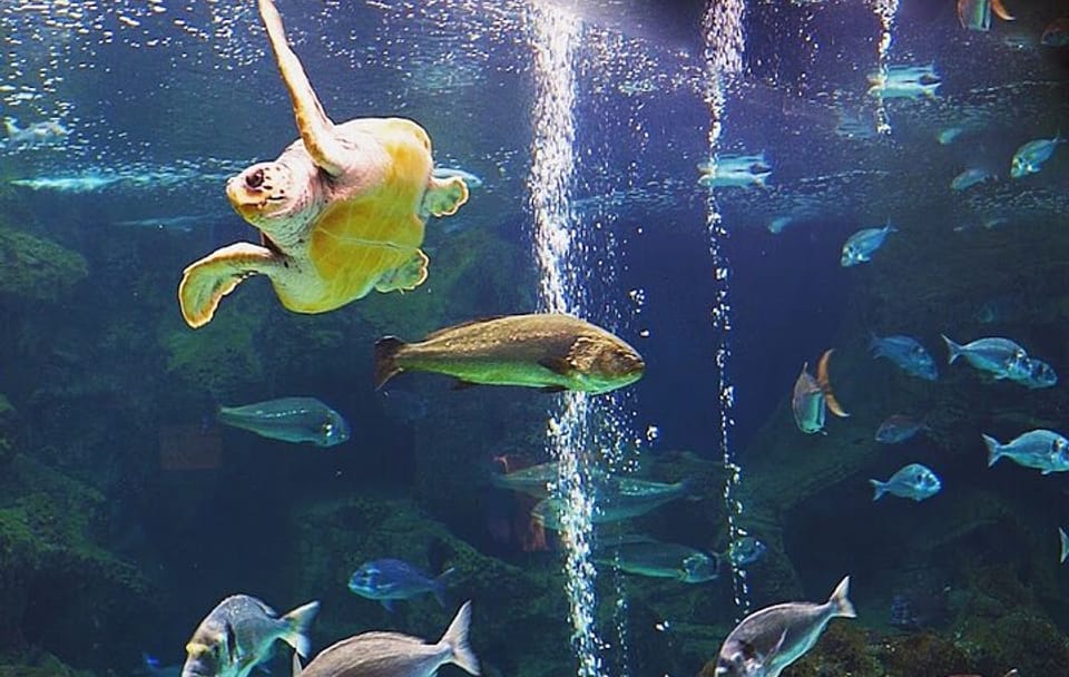 Cretaquarium Tour From Heraklion- pick up from Kokkini Hani to Malia