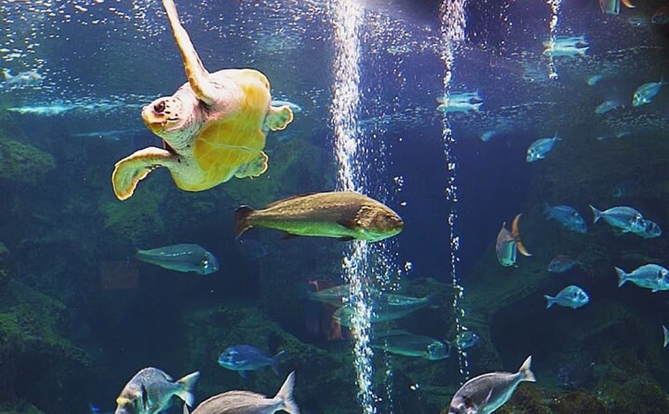 Cretaquarium Tour from Heraklion with Convenient Pickup