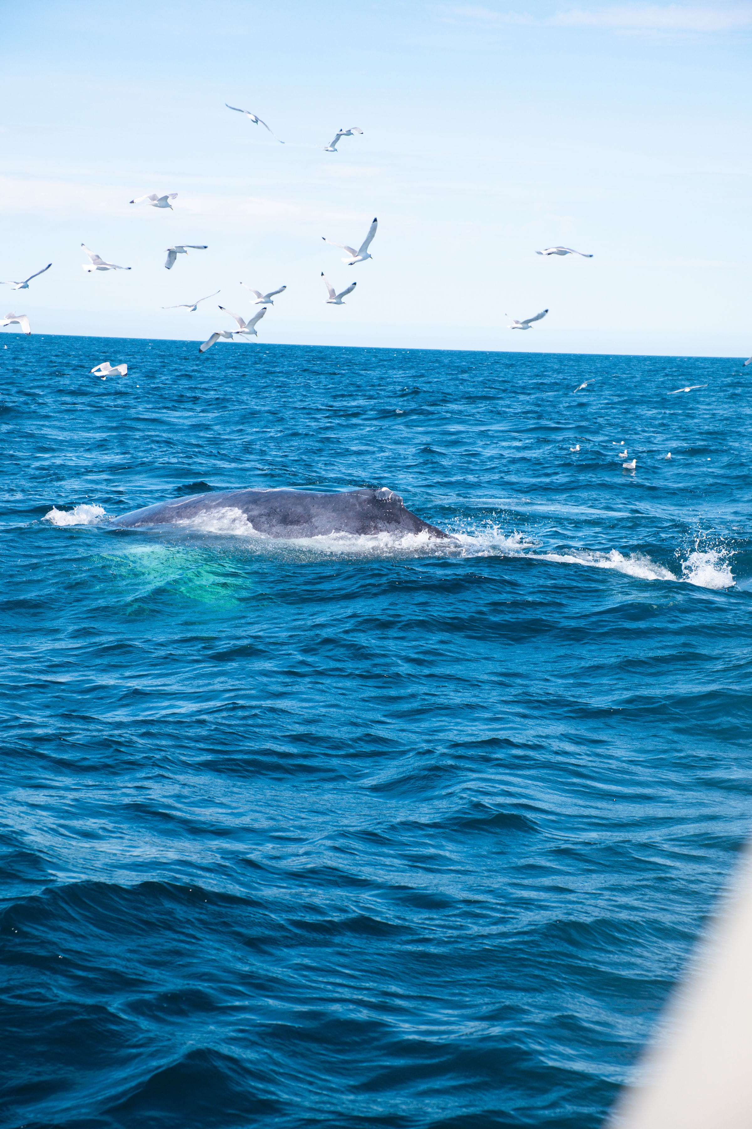 Whale swimming near the surface in Icelandic waters