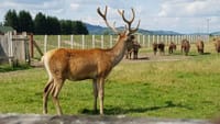From Brasov: Day Trip to the Bison Reserve & Traditional Lunch 3
