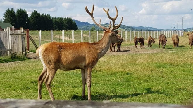 From Brasov: Day Trip to the Bison Reserve & Traditional Lunch photo 3