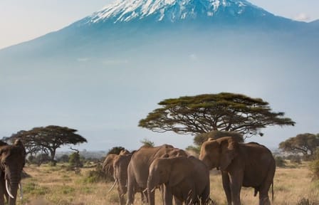 Luxury Fly-In Safari Adventure in Amboseli National Park