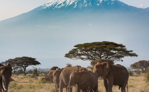 Luxury Fly-In Safari Adventure in Amboseli National Park