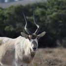 Souss Massa National Park - guided half day tour 7