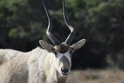 Souss Massa National Park – guided half day tour from Taghazoute