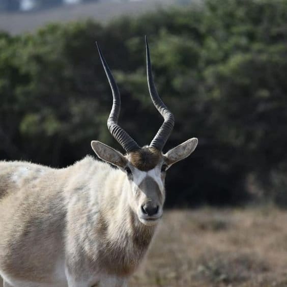 Souss Massa National Park - guided half day tour 7