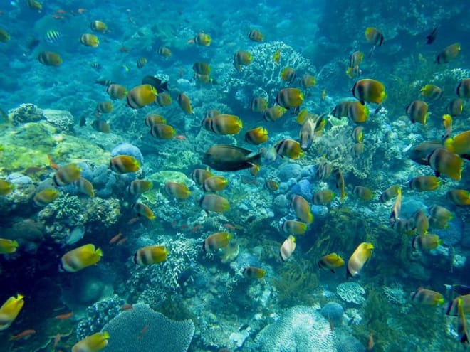 Snorkeling Day Trip & Island Tour to Nusa Lembongan & Penida photo 4
