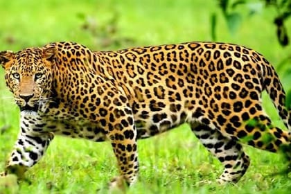 3 Days Maasai Mara Guided Safari From Nairobi