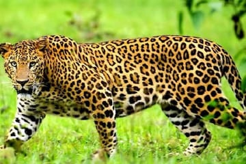Three-Day Guided Safari in Maasai Mara from Nairobi