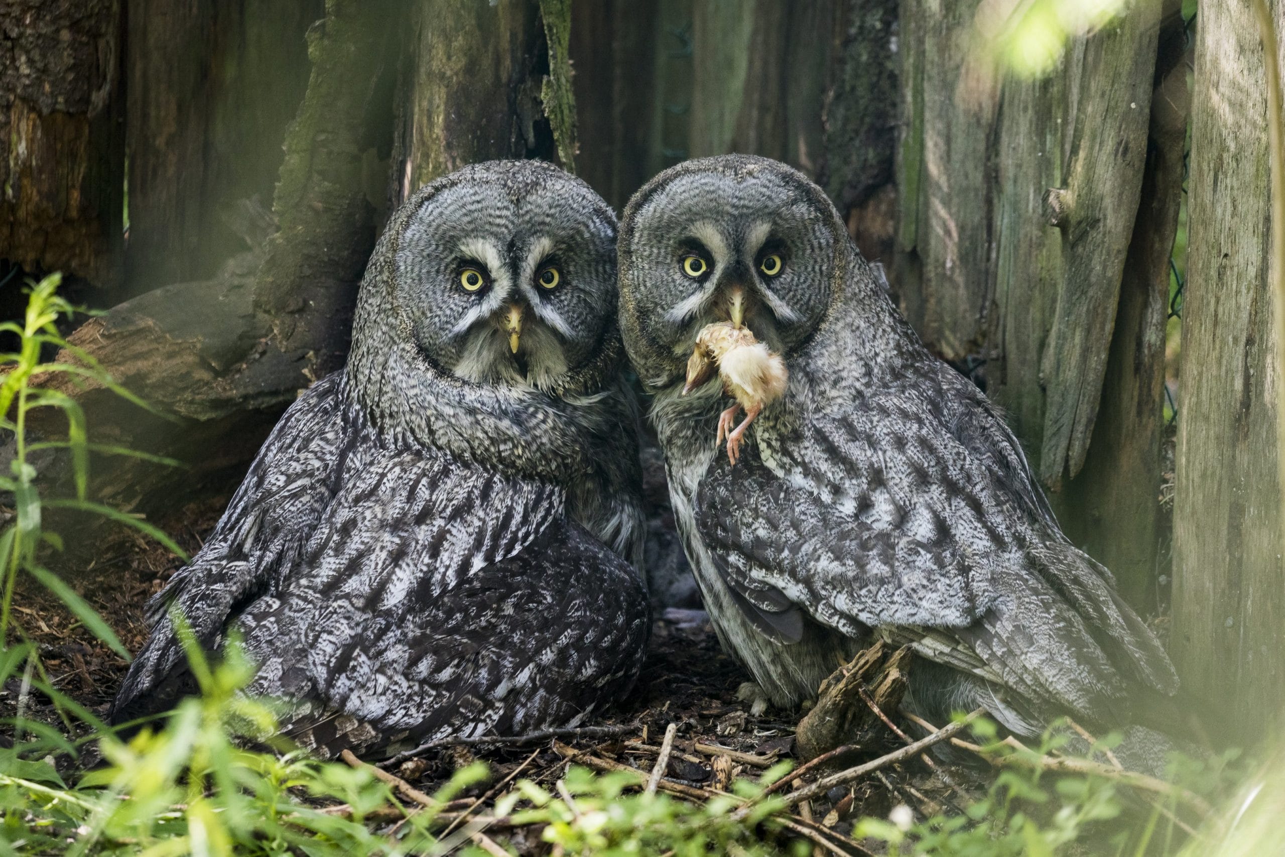 Two owls sitting together in the Ranua Wildlife Zoo Park during StayLapland’s Summer Visit in Rovaniemi.
