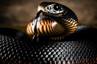 snake on display