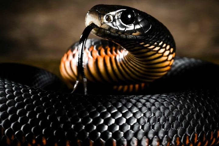 snake on display