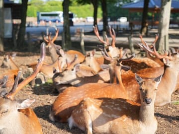 Nara Early Morning Tour (Kyoto or Osaka Departure Available)