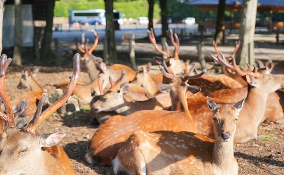 Nara Early Morning Tour (Kyoto or Osaka Departure Available)