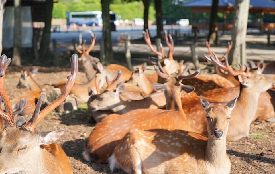 Nara Early Morning Tour (Kyoto or Osaka Departure Available)