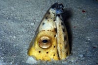 DiveGurus -Scuba Diving in Boracay 2