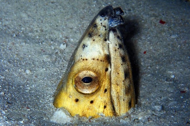 DiveGurus -Scuba Diving in Boracay photo 2