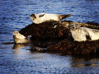 Three seals on a kelp-covered rock in the sea