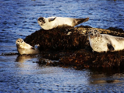 Three seals on a kelp-covered rock in the sea
