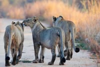 5 days Mikumi National Park and Nyerere National Park Adventure 4