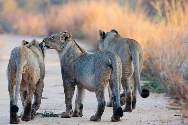 5 days Mikumi National Park and Nyerere National Park Adventure photo 4