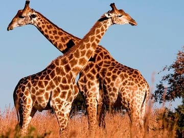 Nairobi National Park and Bomas of Kenya Full-Day Tour