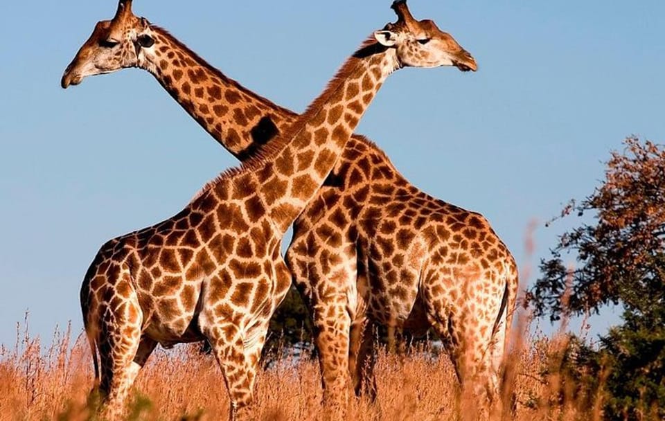 Nairobi National Park and Bomas of Kenya Full-Day Tour