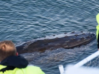Whales & Horses, photo 8