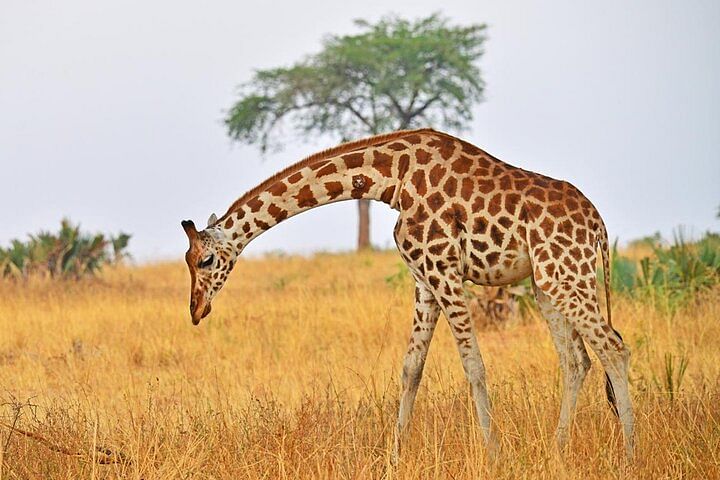 Private Safari Tour in Kidepo Valley National Park, Uganda