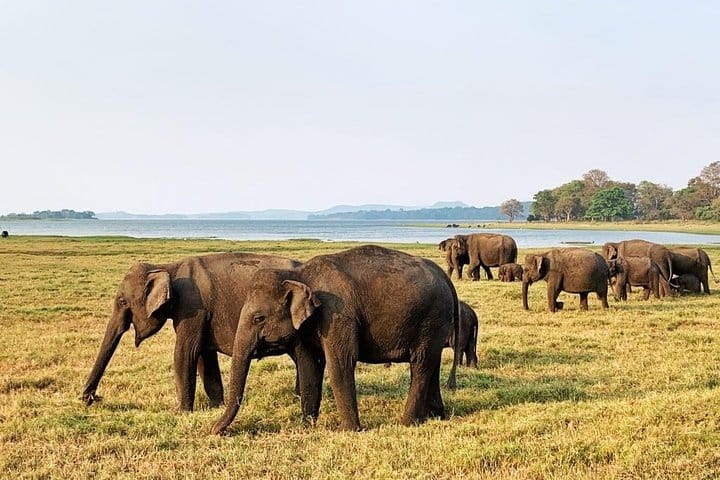 8 Nights in Marvelous Sri Lanka