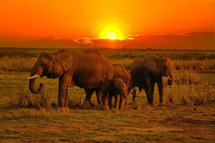 Horizon Harmony: Behold the majestic elephants as they traverse the vast expanse of the park