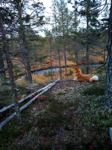 Summerweek Inari Finland