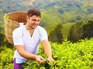 Tea Plucking & Tea Factory Tour