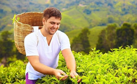 Glenloch Tea Estate Full-Day Tea Plucking and Factory Tour