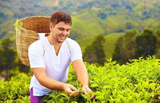 Tea Plucking & Tea Factory Tour
