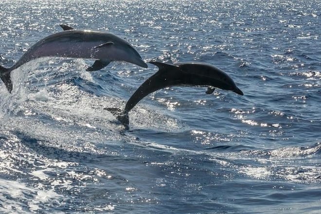 Premium Yacht Private Charter 9