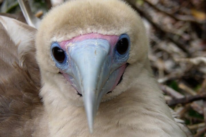 Visit to Spanish Island (San Cristobal)