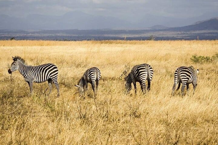 Mikumi National Park 2 Day Safari from Zanzibar or Dar es Salaam