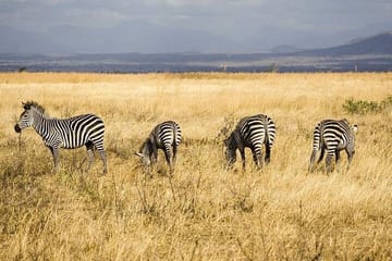 Mikumi National Park Safari Day Trip from Zanzibar