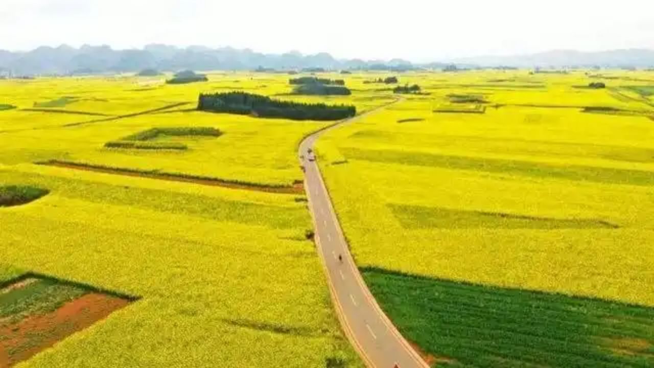 Luoping 1,000 acres of rape fields