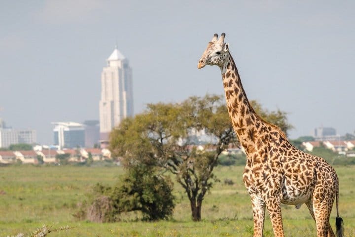 Nairobi Airport Layover Tour with National Park & Giraffe Centre