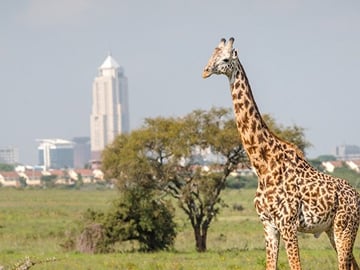 Nairobi Airport Layover Tour with National Park & Giraffe Centre