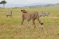 2-Day Mara Fly In Safari 7