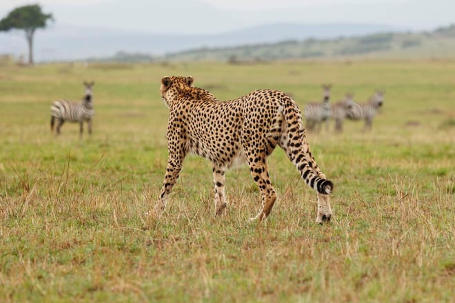2-Day Mara Fly In Safari 7