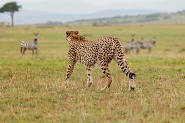 2-Day Fly-In Safari Experience in Maasai Mara, Kenya