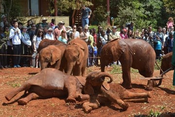 Half Day Guided Tour of David Sheldrick Elephant Orphanage in Nairobi