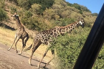 Chobe National Park half-day adventure from Victoria Falls